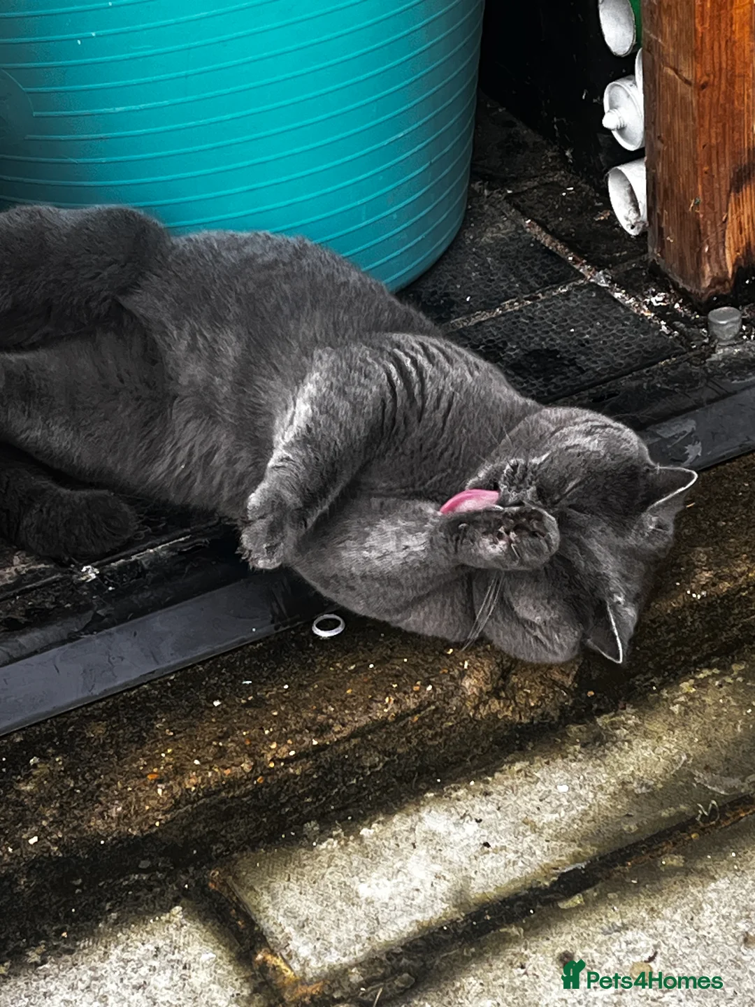 Brazilian Shorthair cats for stud: GCCF active boy for stud only £ **  - Advert 7