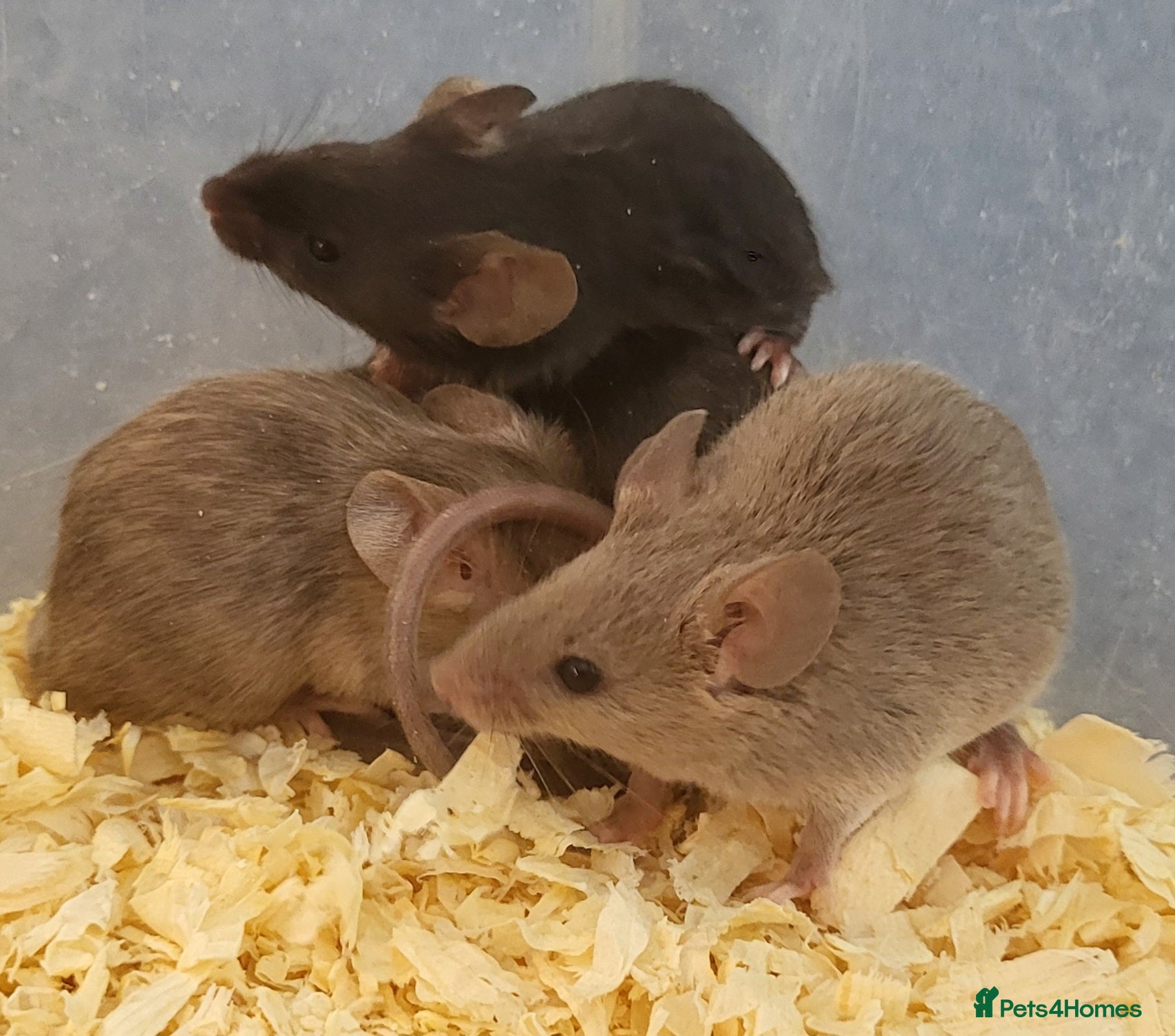 Mouse rodents Friendly fancy mice - Advert 1