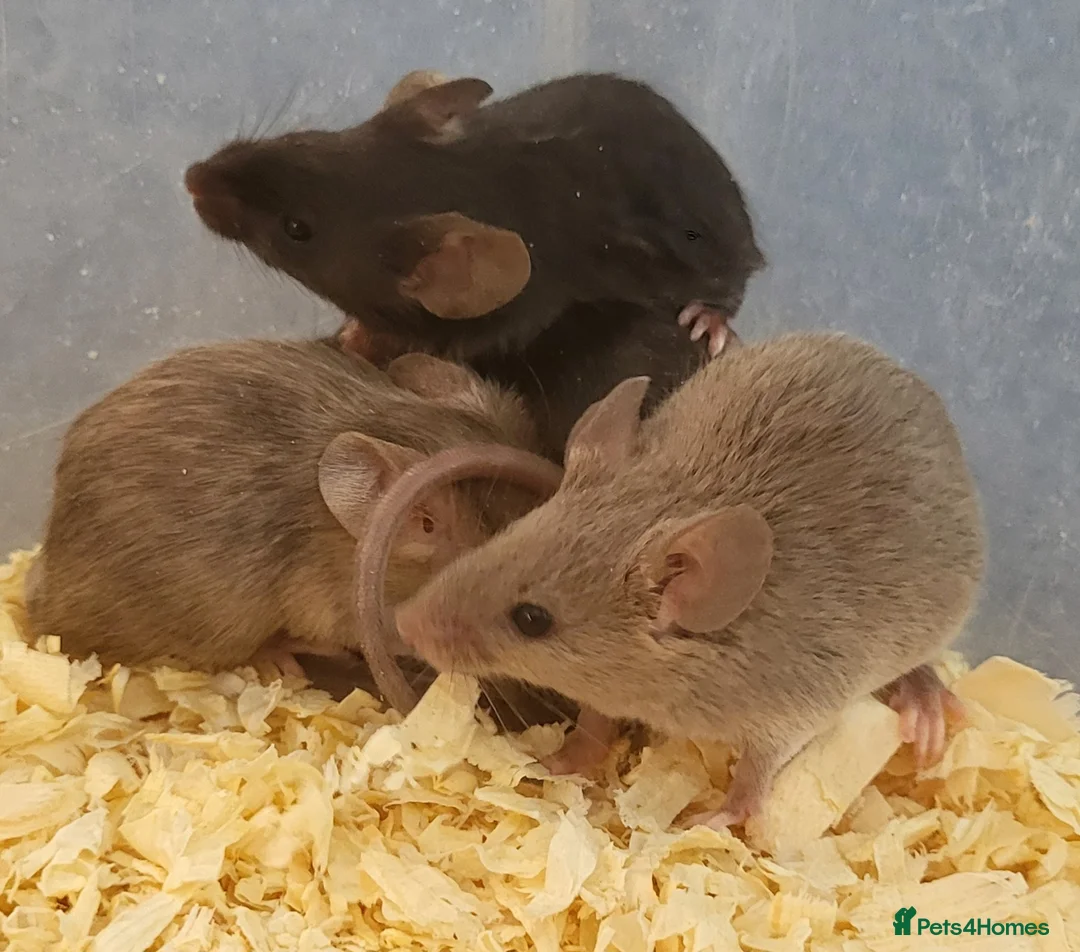 Mouse rodents for sale: Friendly fancy mice - Advert 1