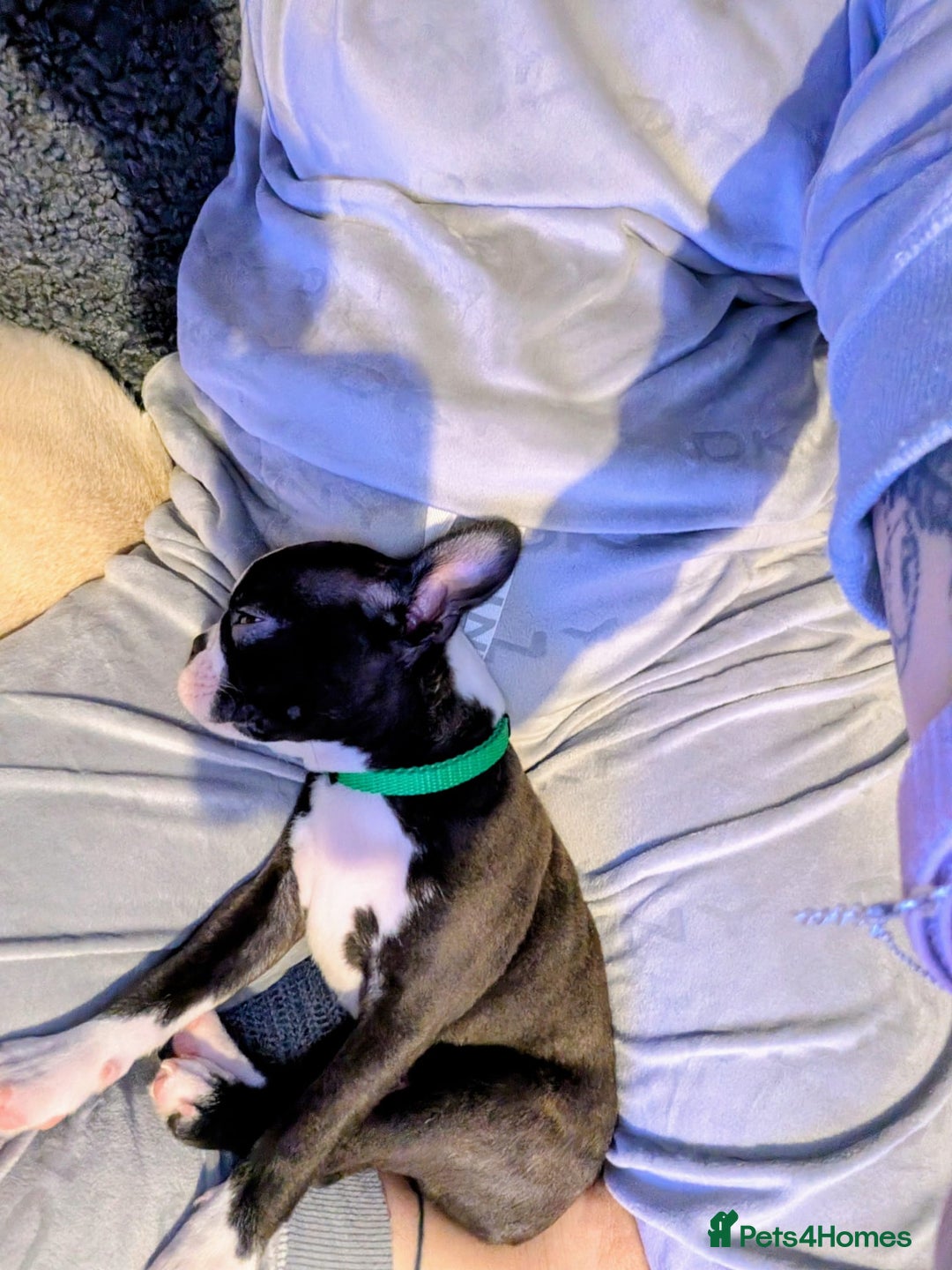 Boston Terrier dogs for sale: SOLD** - Advert 14