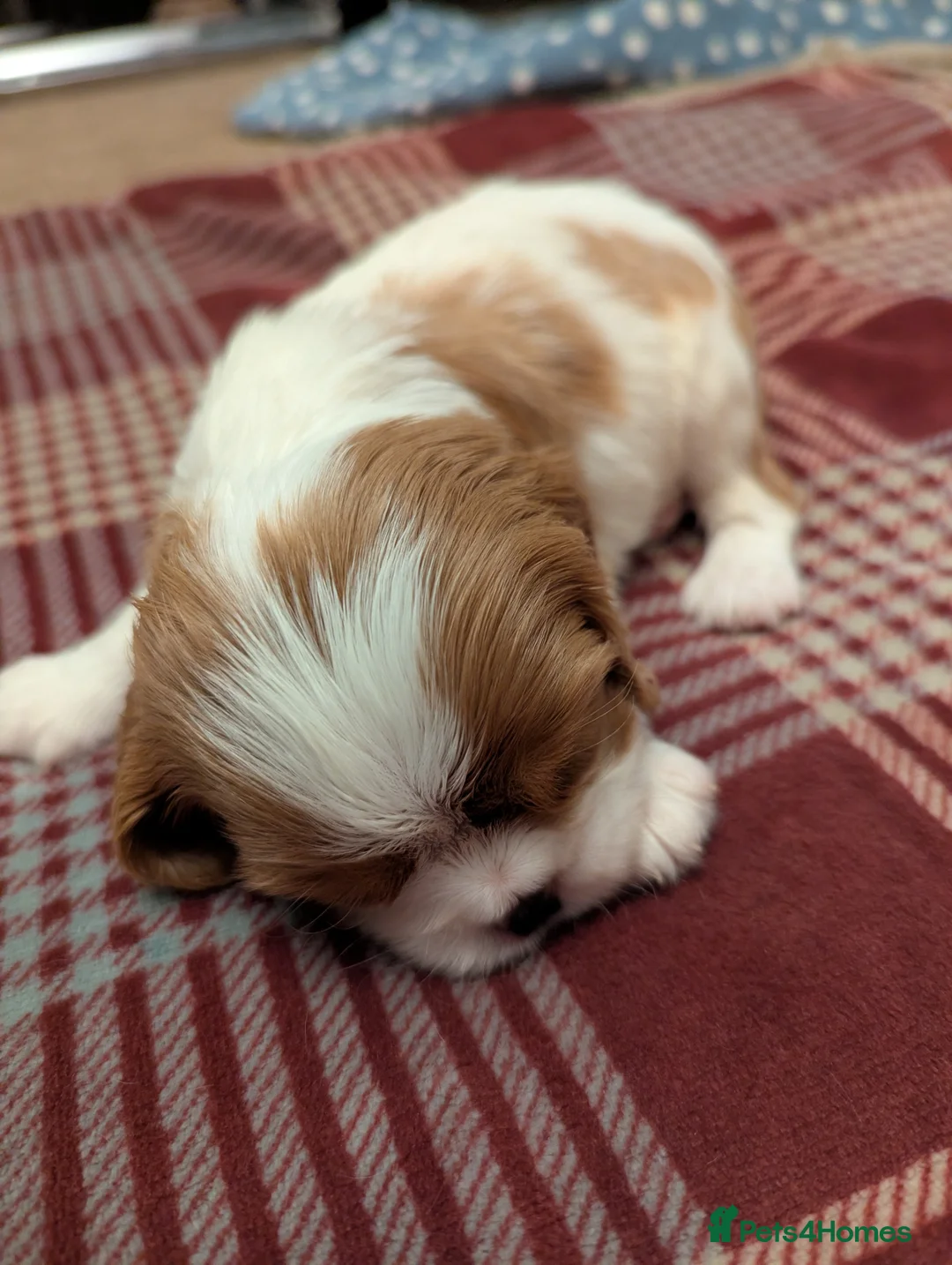 Cavalier King Charles Spaniel dogs for sale: Cavalier King Charles Spaniels KC Reg  - Advert 13