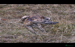 Whippet dogs for sale: 6 month old brindle whippet - Advert 4