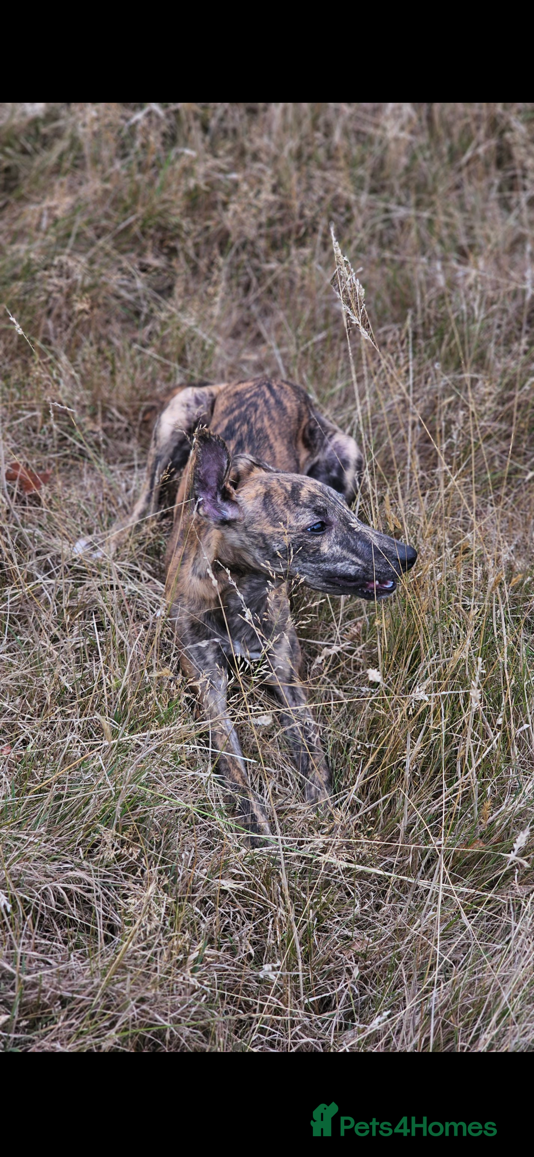 Whippet dogs for sale: 6 month old brindle whippet - Advert 4