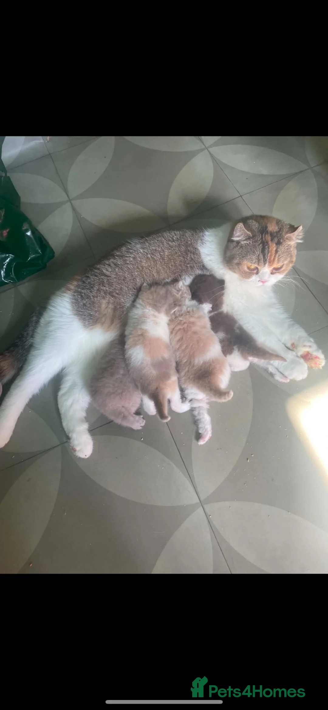 Scottish Fold cats for sale: CINNOMON AND WHITE BI-COLOUR FEMALE  - Advert 2