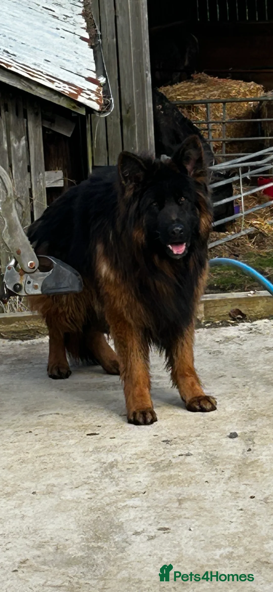 German Shepherd dogs for stud: ⭐️KC health Tested proven LUX⭐️ in Leicester - Advert 7