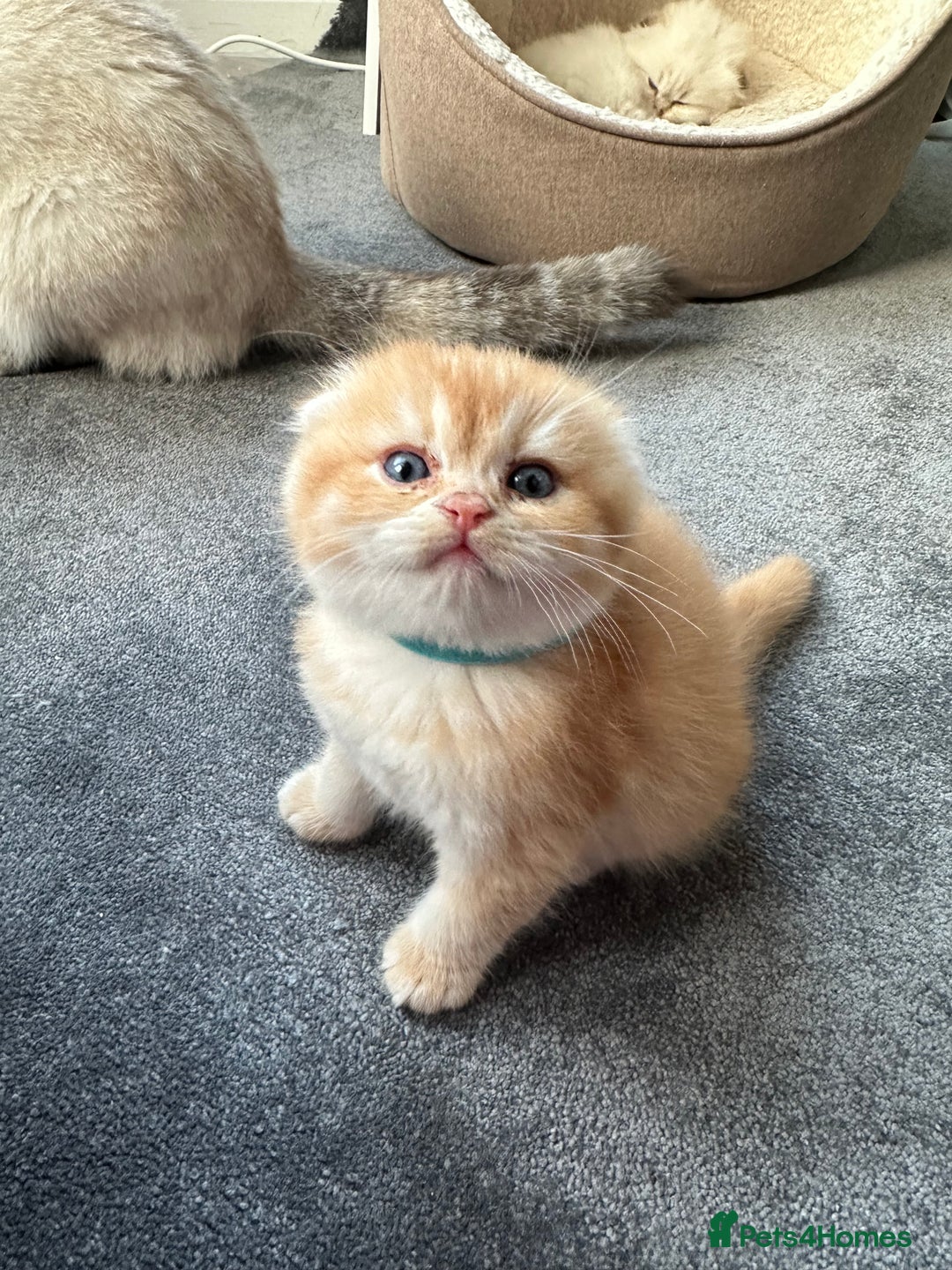 Scottish Fold cats for sale: Scottish fold Kitten Healthy &Loving - Advert 8