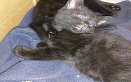 Domestic Shorthair cats for sale: Kittens & mother cat for sale - Image 9