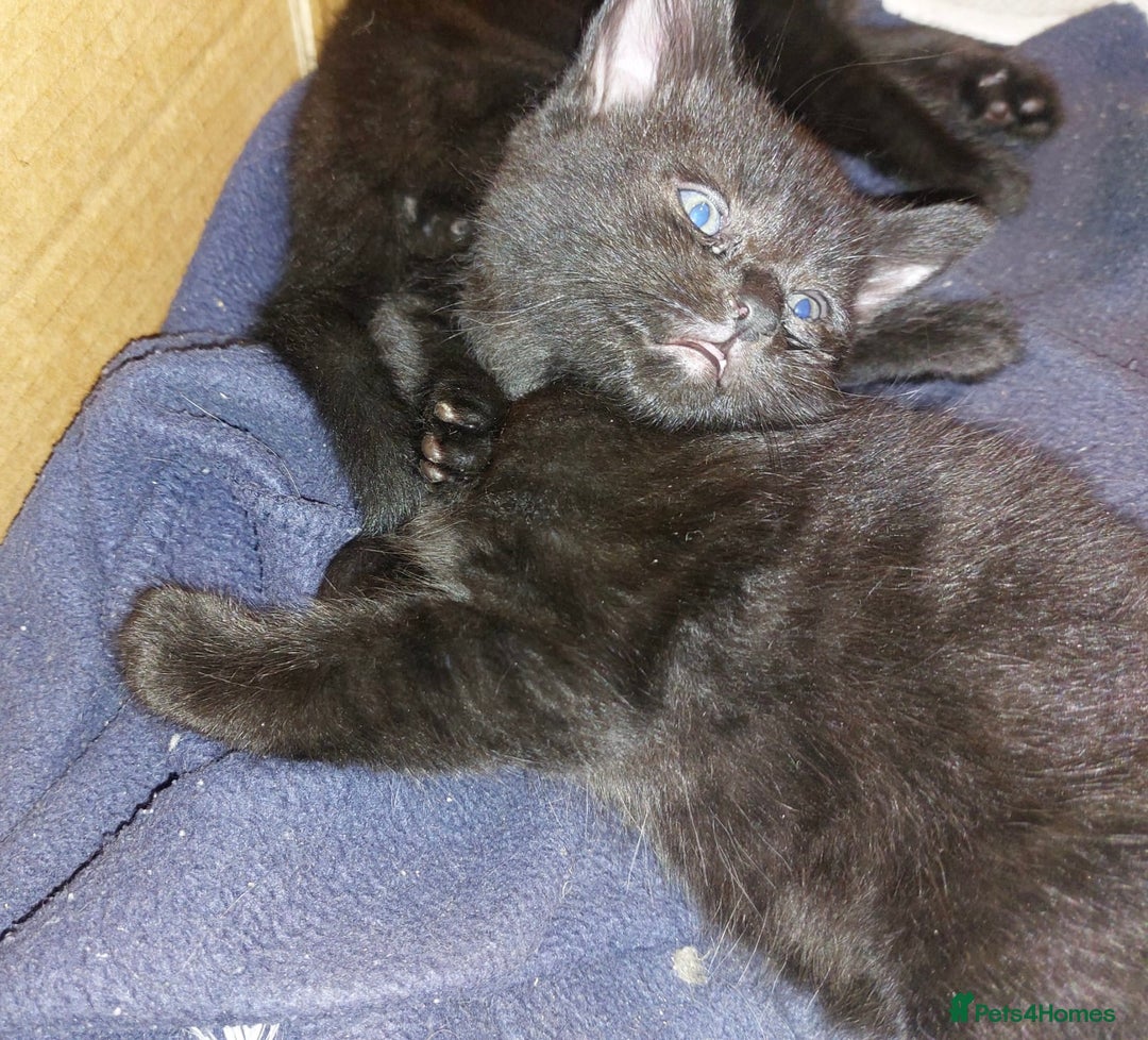 Domestic Shorthair cats for sale: Kittens & mother cat for sale - Image 9