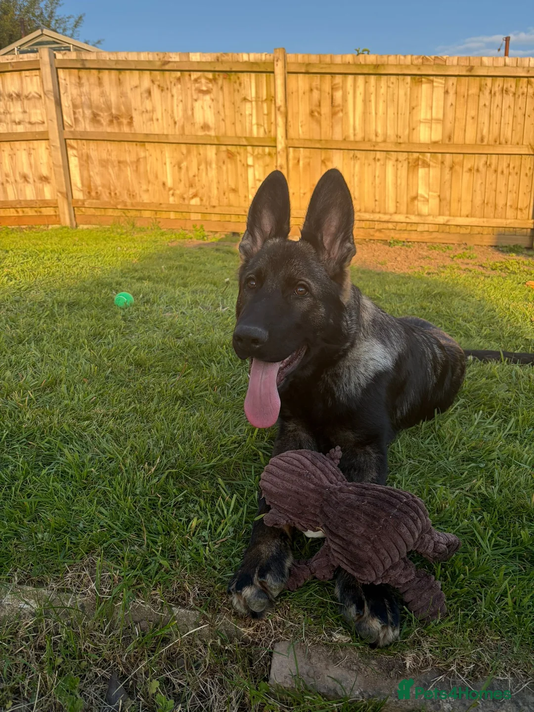 German Shepherd dogs for sale: German shepherd in Cardiff - Advert 2