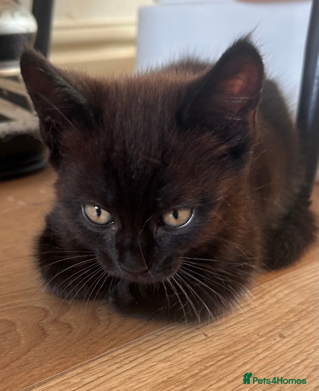 Maine Coon cats for sale: *ready now* Beautiful big Maine coon x BSH kittens - Image 13