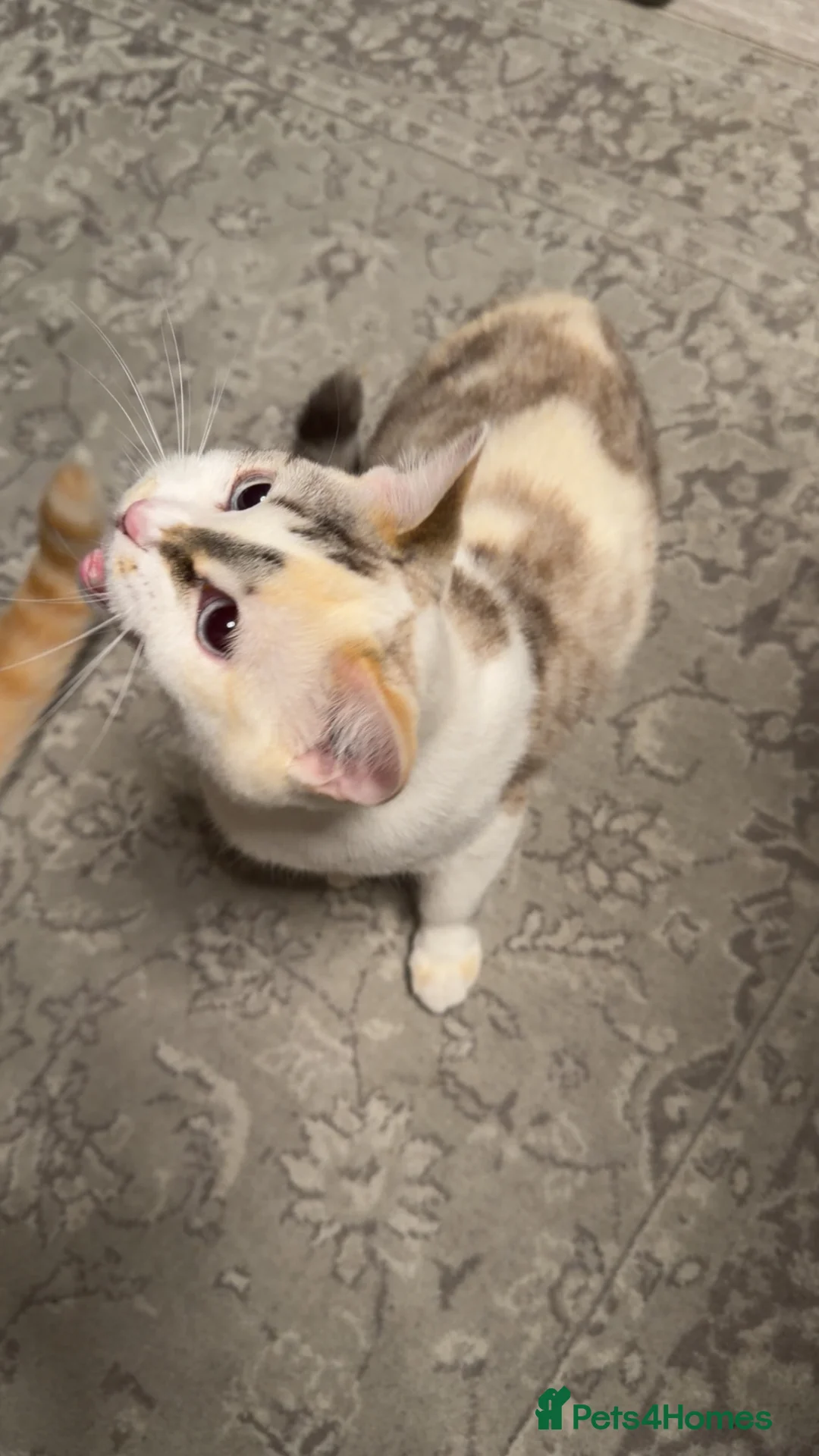 Mixed Breed cats for sale: Beautiful Half British Shorthair x Bengal Kittens  - Advert 2