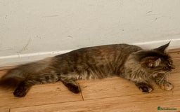 Maine Coon cats for sale: Main coon  - Image 3