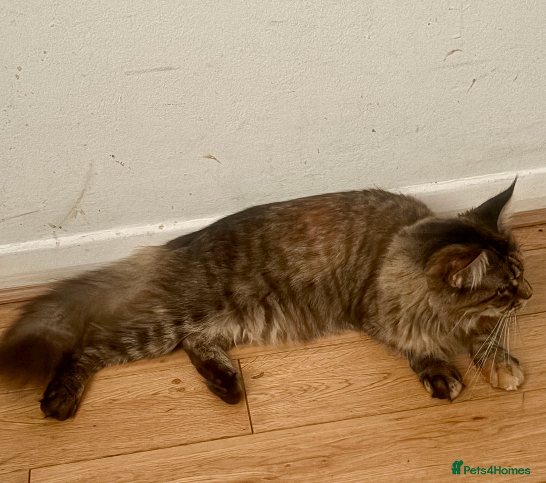 Maine Coon cats for sale: Main coon  - Image 3