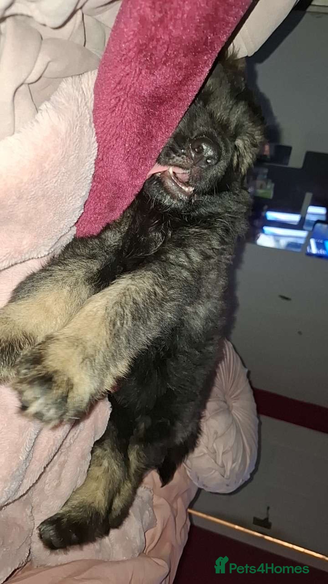 German Shepherd dogs for sale: German shepherd  - Image 11