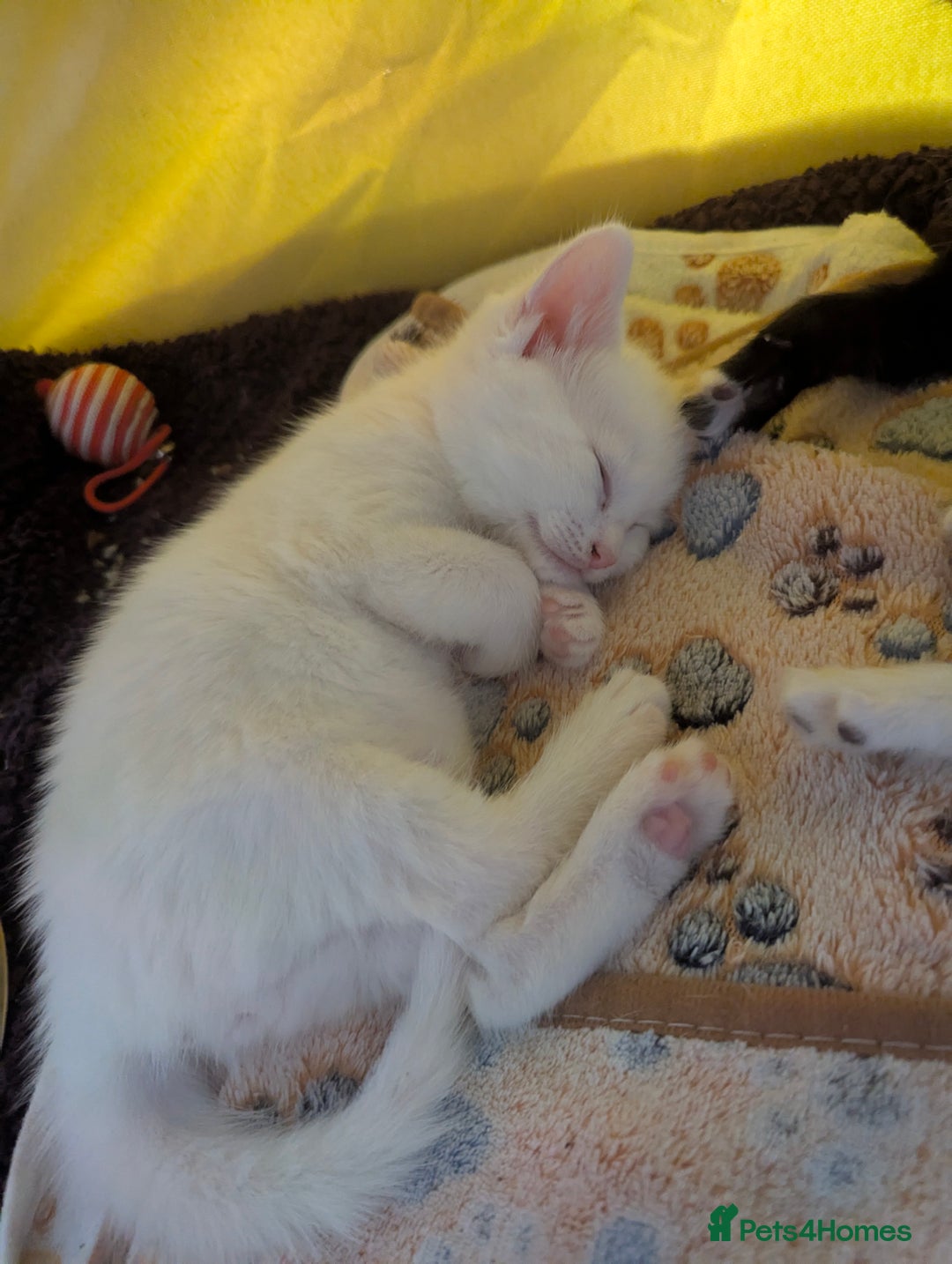 Domestic Shorthair cats for sale: Beautiful kittens ready for their forever home  - Image 1