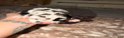 Great Dane dogs for sale: Great danes puppies - Advert 21