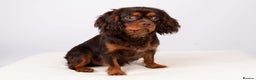Cavalier King Charles Spaniel dogs for stud: KC REG  HEALTH TESTED CHOC & TAN CAV STUD  - Advert 3