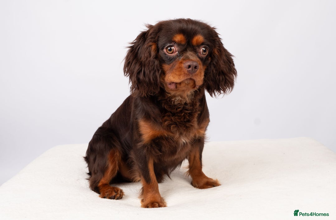 Cavalier King Charles Spaniel dogs for stud: KC REG  HEALTH TESTED CHOC & TAN CAV STUD  - Advert 3