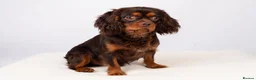 Cavalier King Charles Spaniel dogs for stud: KC REG  HEALTH TESTED CHOC & TAN CAV STUD  - Advert 7