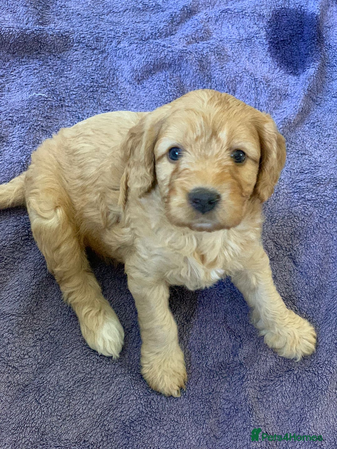 Cockapoo dogs for sale: Adorable Cockapoo Puppies  - Image 10