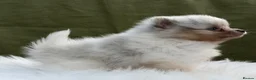 Pomeranian dogs for sale: BEAUTIFUL TEDDY FACE POMERANIAN PUPPIES KC ❤️✨ - Advert 21