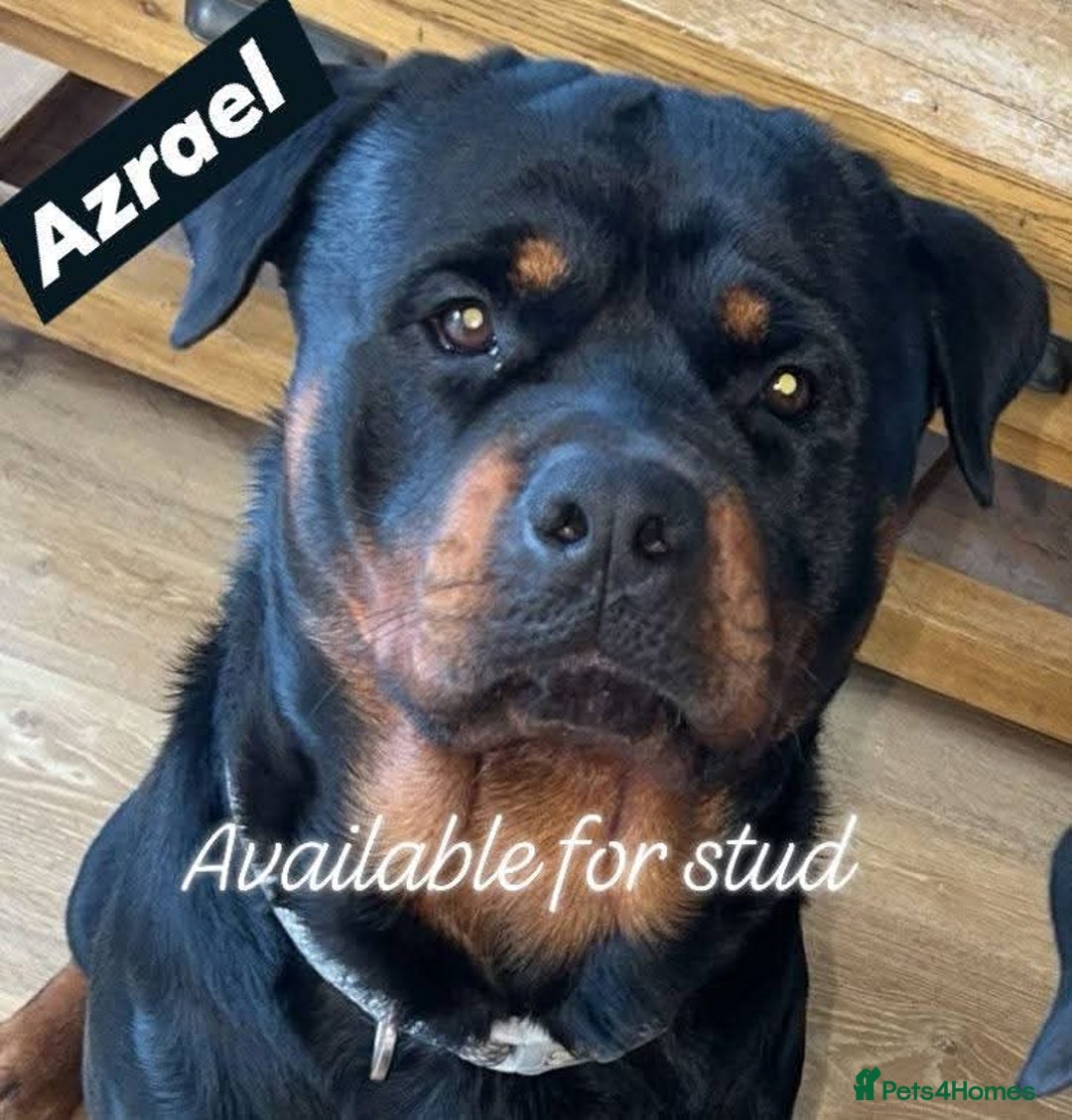 Rottweiler dogs for stud: Azrael KC Registered Health Tested Proven Stud - Advert 1