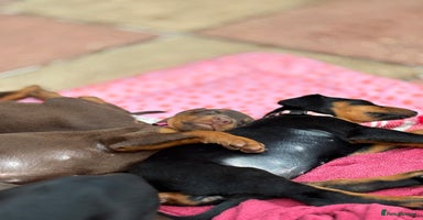 Dobermann dogs - Advert 11