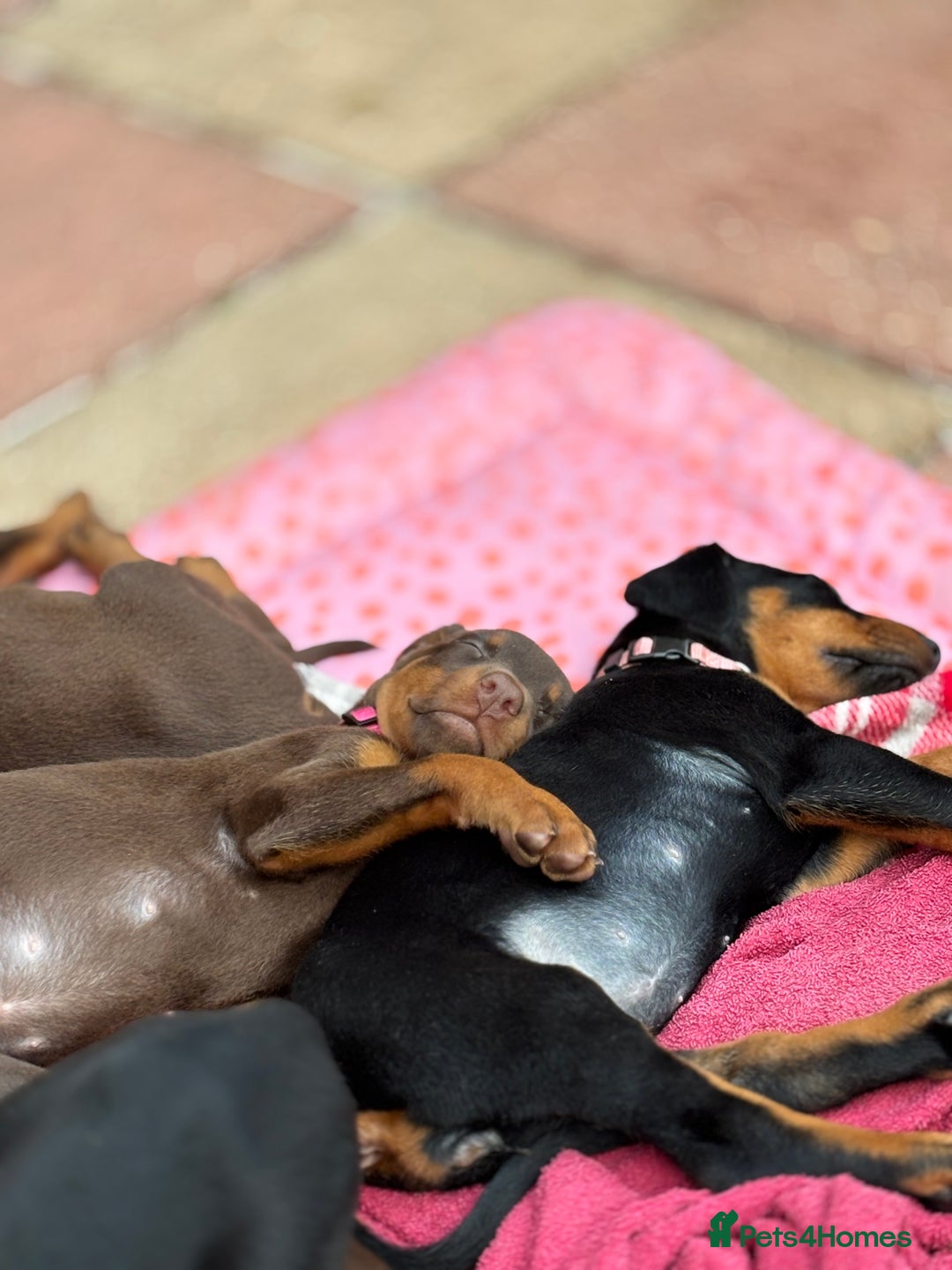 Dobermann dogs for sale: Doberman Puppies For Sale  - Image 4