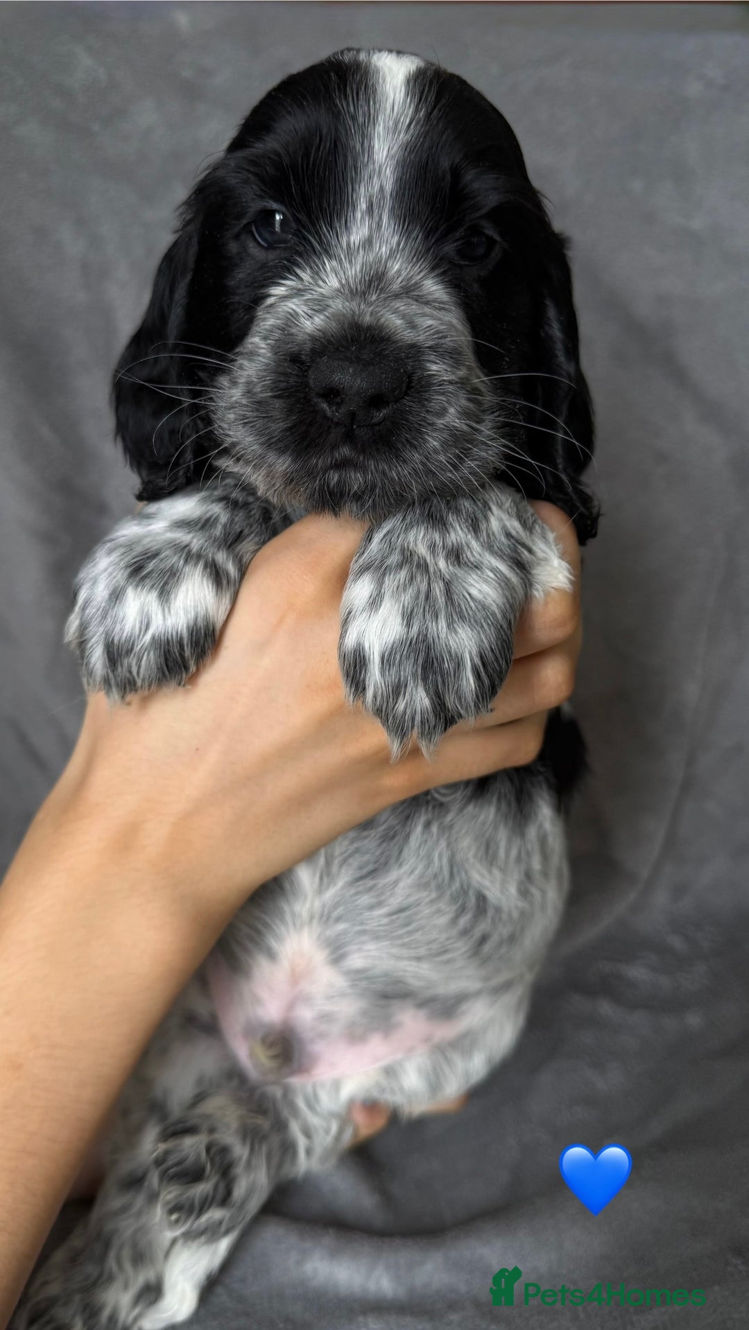 Cocker Spaniel dogs for sale: Show type Cocker spaniel puppies blue roan - Image 8