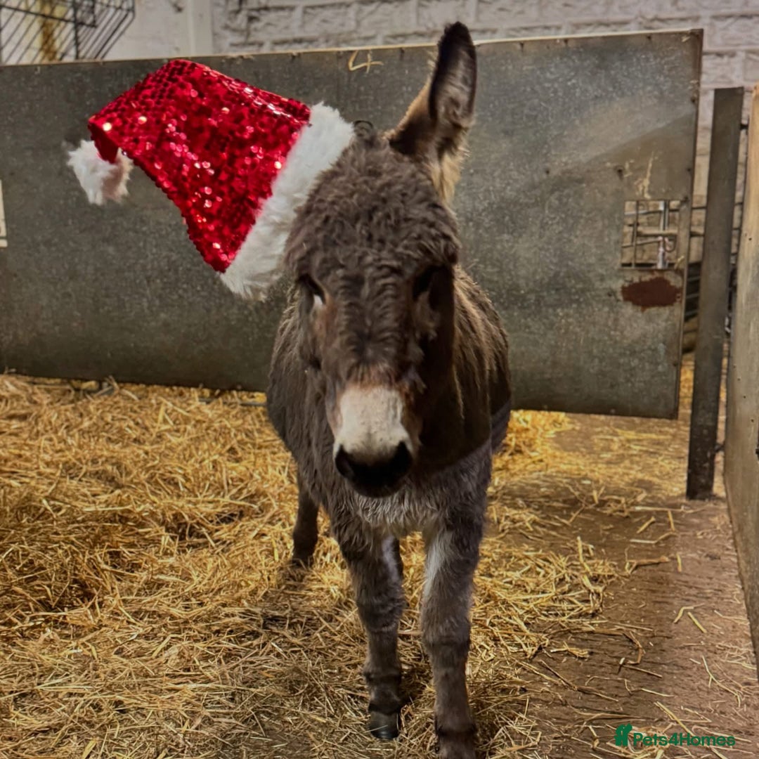 Donkey livestock for sale: 2 X Jennies for Sale - Advert 1