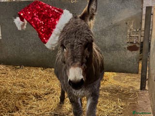 Donkey livestock 2 X Jennies for Sale - Advert 2