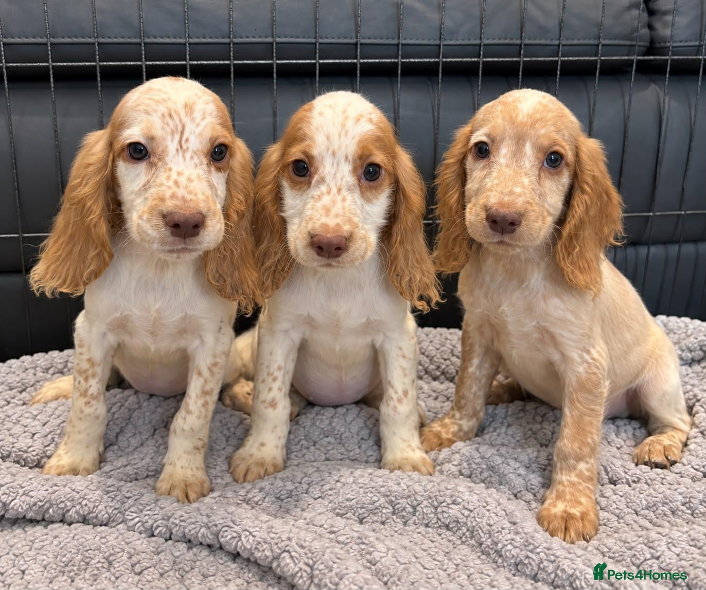Cocker Spaniel dogs Cocker Spaniel Puppies Ready Now - Advert 5