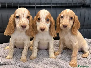 Cocker Spaniel dogs Cocker Spaniel Puppies Ready Now - Advert 8