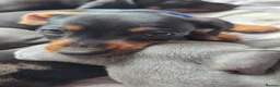 Miniature Dachshund dogs for sale: Miniature Dachshund puppies  - Advert 2