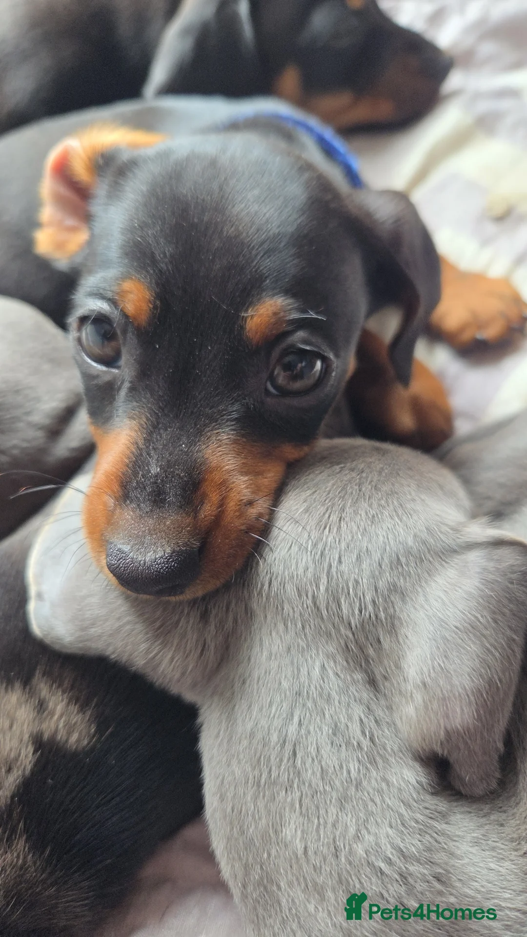 Miniature Dachshund dogs for sale: Miniature Dachshund puppies  - Advert 2
