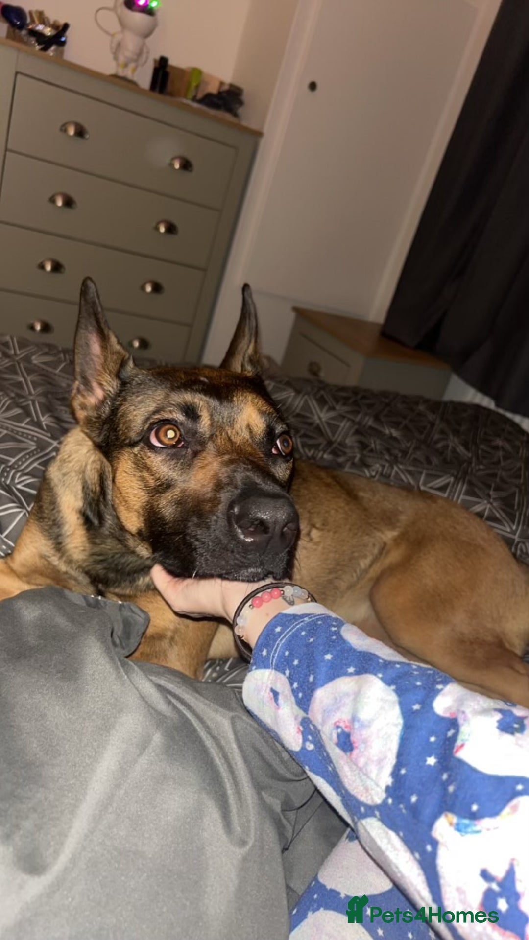 Belgian Shepherd Dog dogs for sale: Nova  - Advert 14