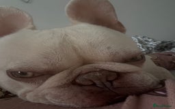French Bulldog dogs for stud: BBeau T - Image 6