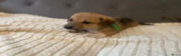 Jack Russell dogs for sale: Beautiful jack Russell puppies for sale.  - Advert 7