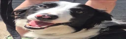 Border Collie dogs for sale: 18month ISDS Reg B&W Collie, looking for a job - Advert 2