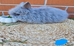 Lionhead rabbits for sale: Double Maned Lionhead babies 8 week old - Image 6
