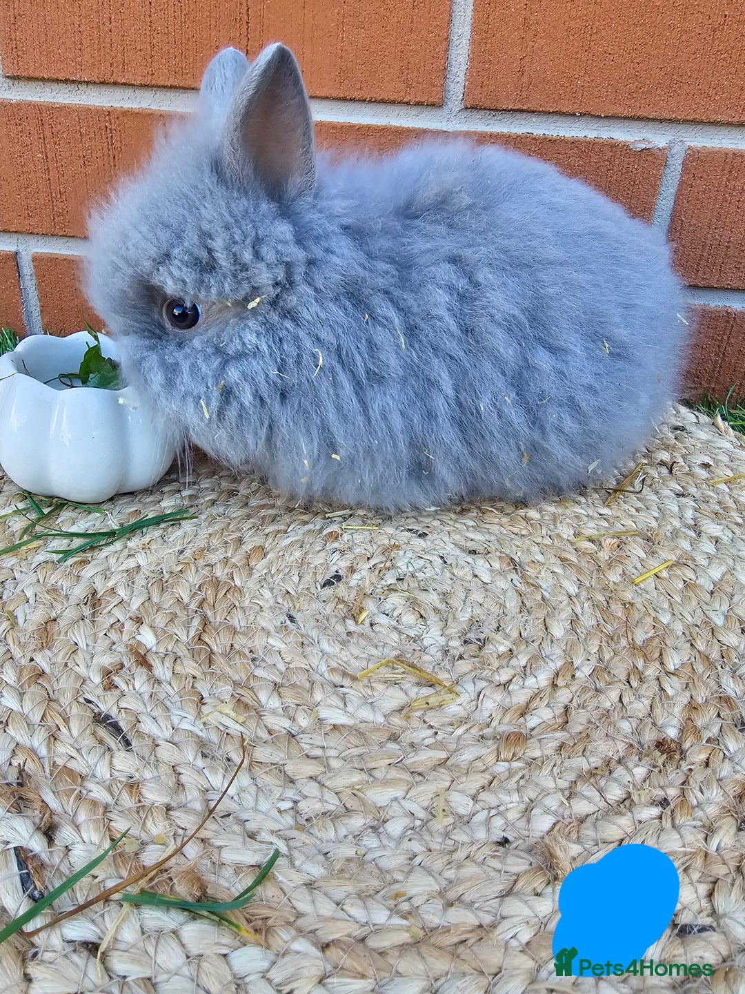 Lionhead rabbits for sale: Double Maned Lionhead babies 8 week old - Image 6
