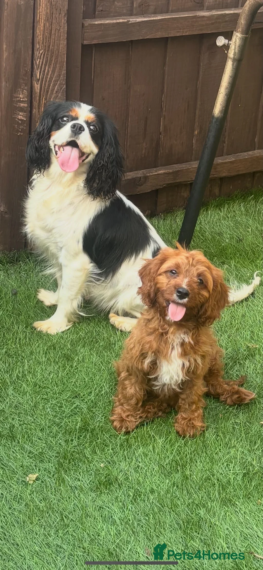 Cavapoo dogs for sale: Beautiful cavapoos  - Advert 2