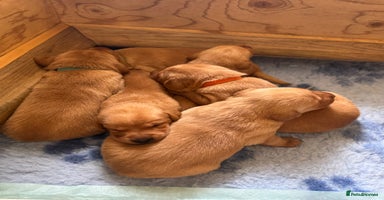 Labrador Retriever dogs - Advert 4