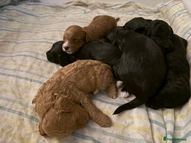 Cavapoo dogs - Advert 7