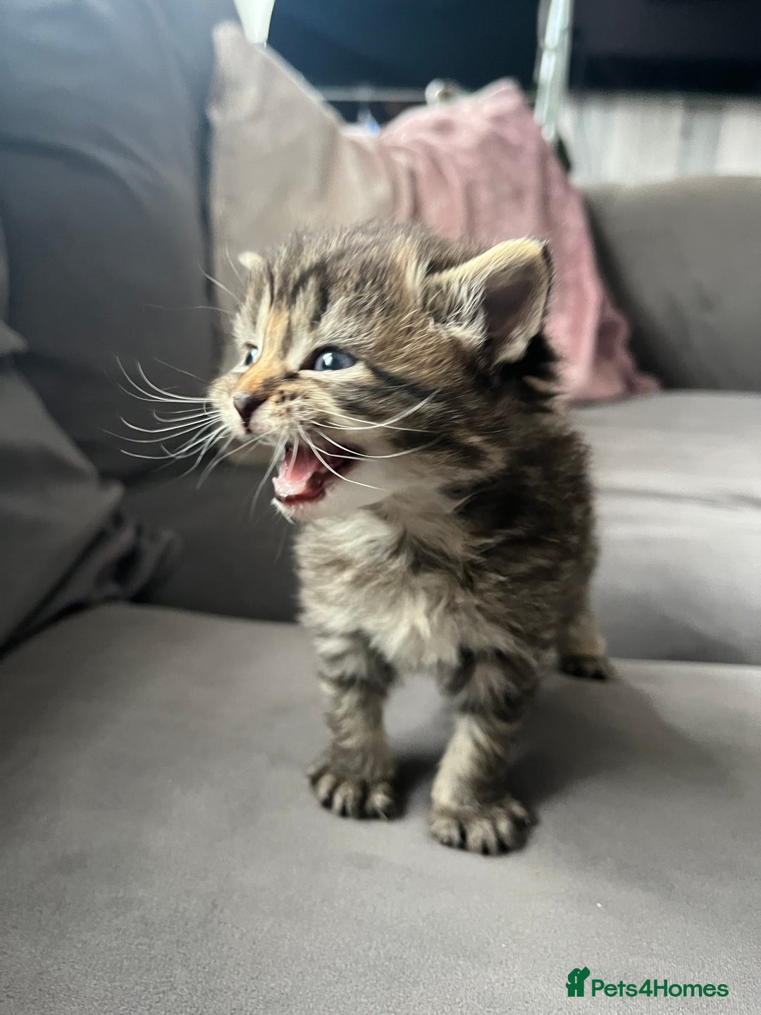 Ragdoll cats for sale: Ragdoll kittens  - Image 18