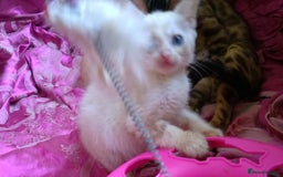 Mixed Breed cats for sale: Six Lovely Brown and Ginger Kittens - Image 15