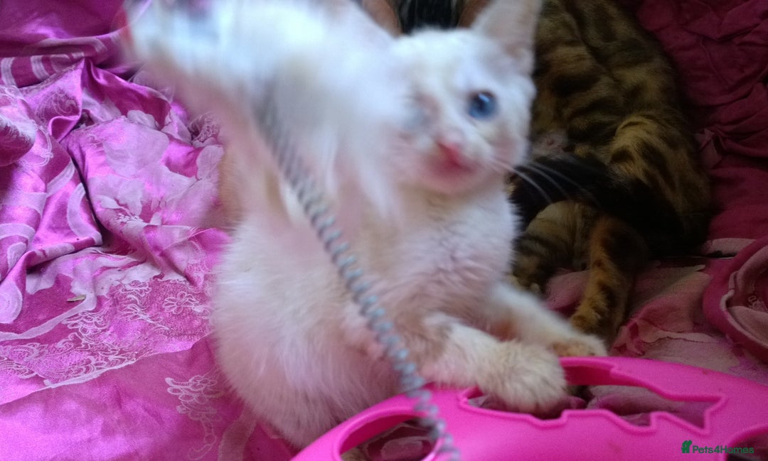 Mixed Breed cats for sale: Six Lovely Brown and Ginger Kittens - Image 15