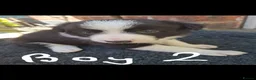 Border Collie dogs for sale: Gorgeous Border Collie Puppies - Advert 8