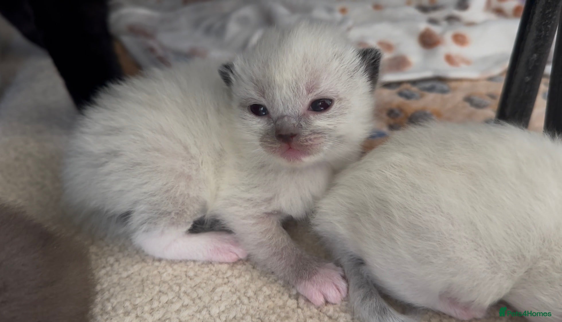 Ragamese cats SHORTHAIR RAGDOLL-SIAMESE KITTENS - Advert 18