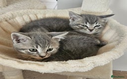 British Shorthair cats for sale: 🐾 Adorable Kittens Looking for Forever Homes 🐾 - Image 2